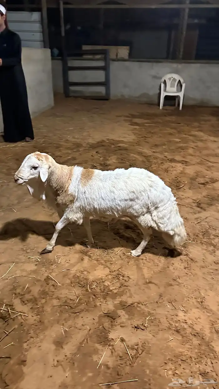 رفيدي للبيع 0