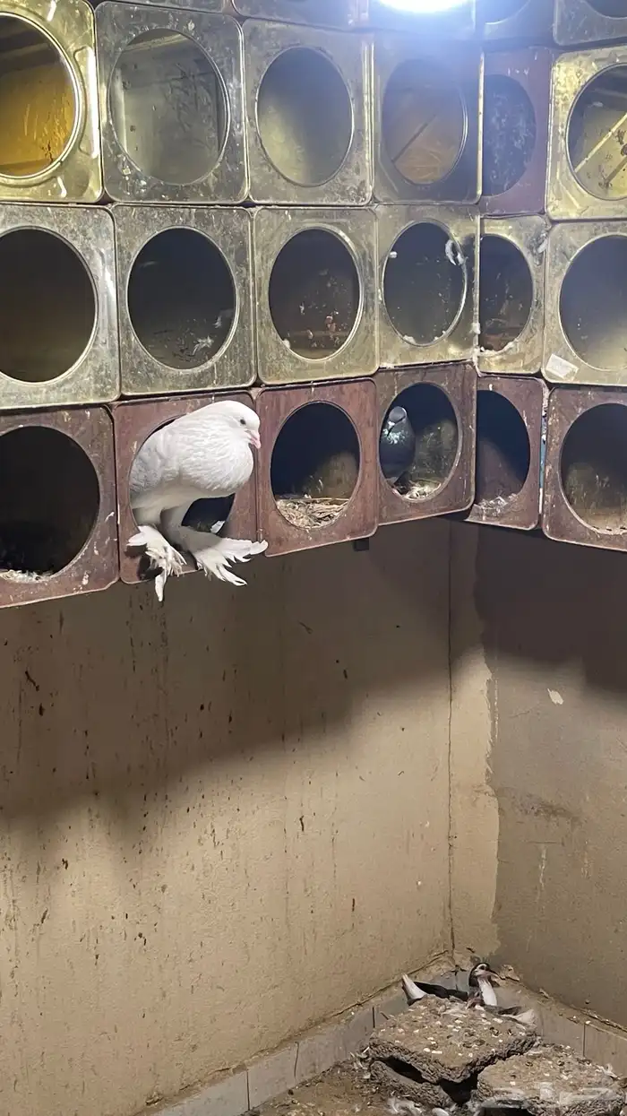 حمام نفاخ وقطايف 1