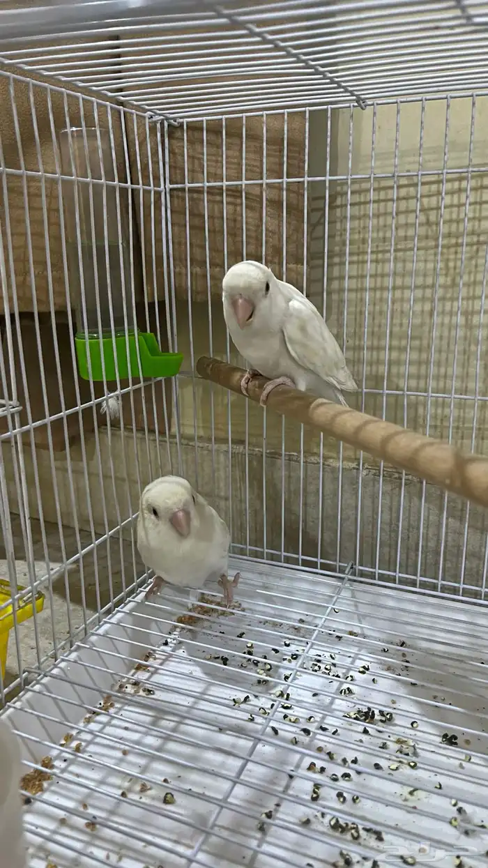 جوز روز البينو جاهز للانتاج 2