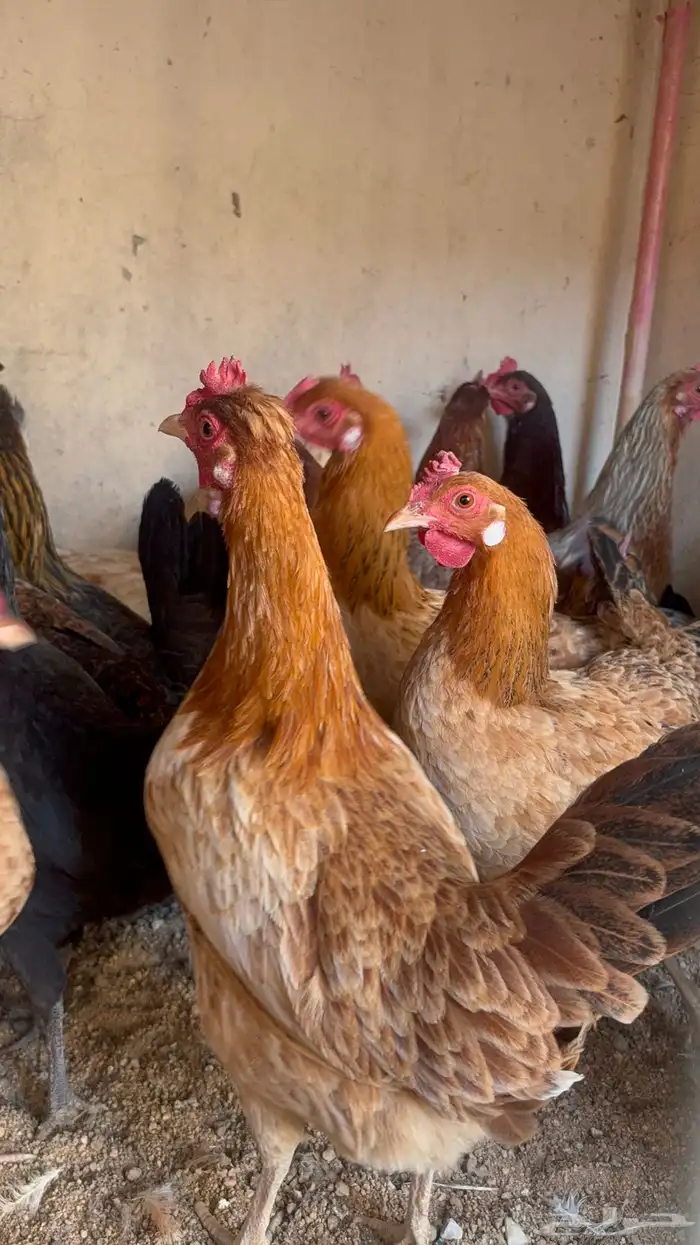 دجاج بياض بلدي اصيل 7