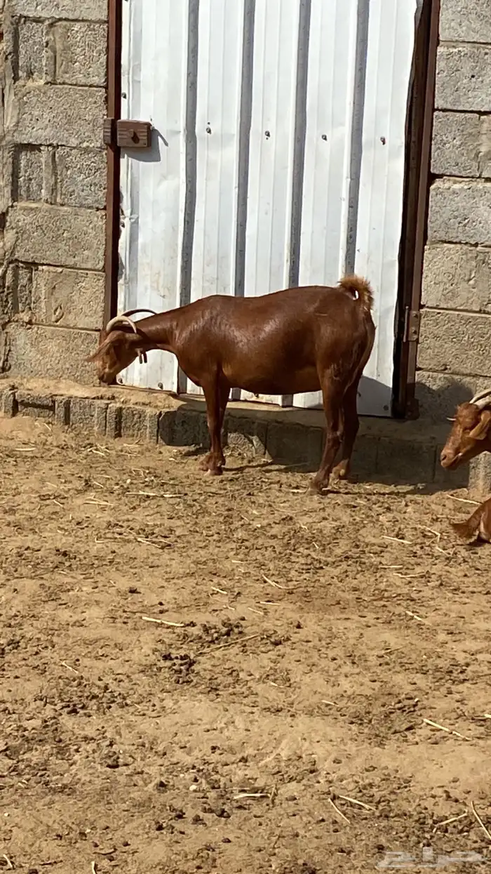 ماعز غنم مراح 7