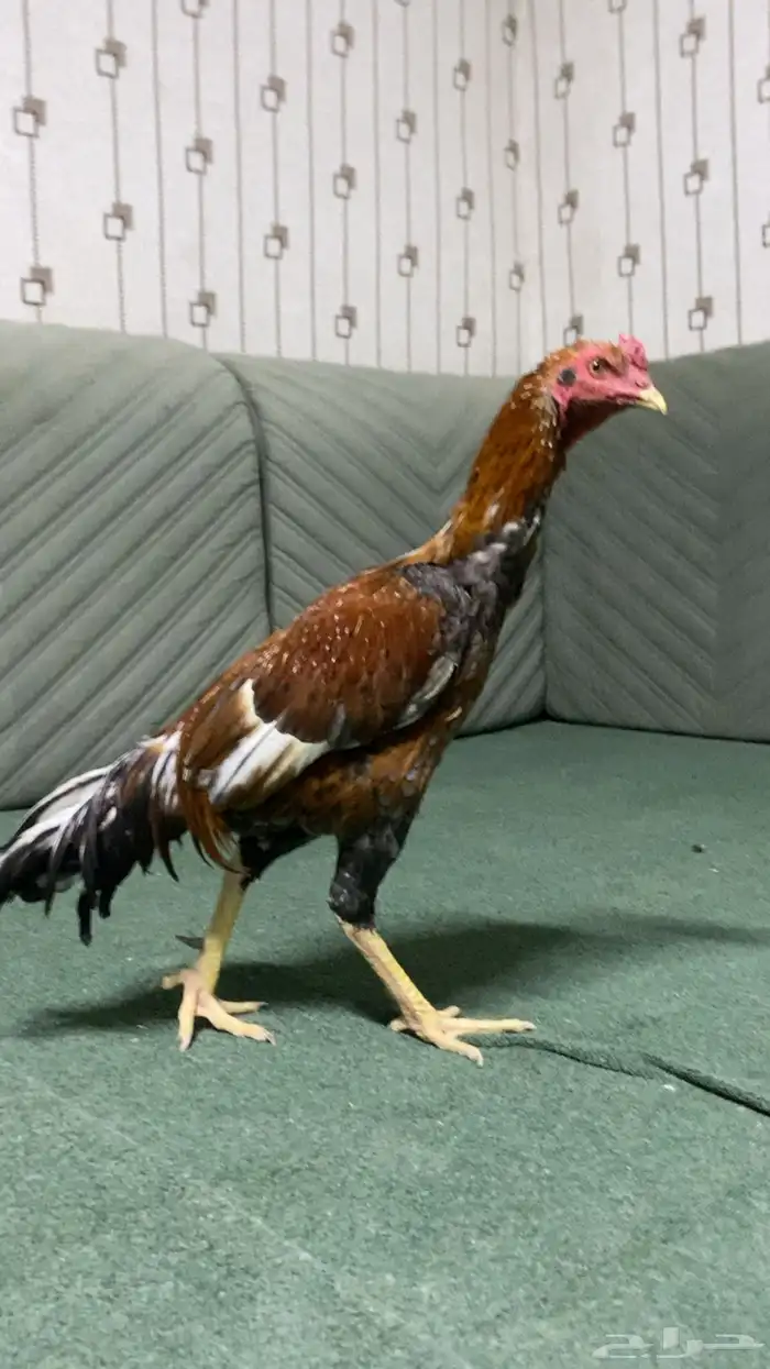 ديك باكستاني سندي سلالة غبشان للبيع 4