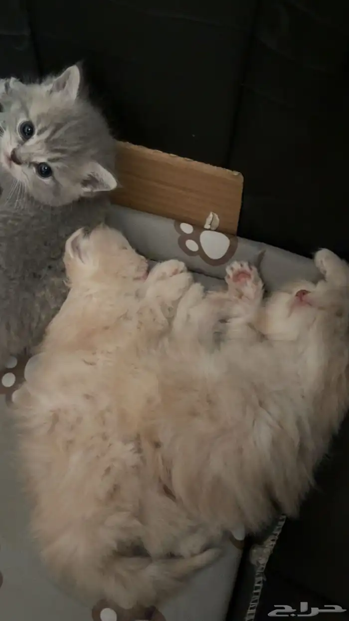 ثلاث قطط للبيع 0