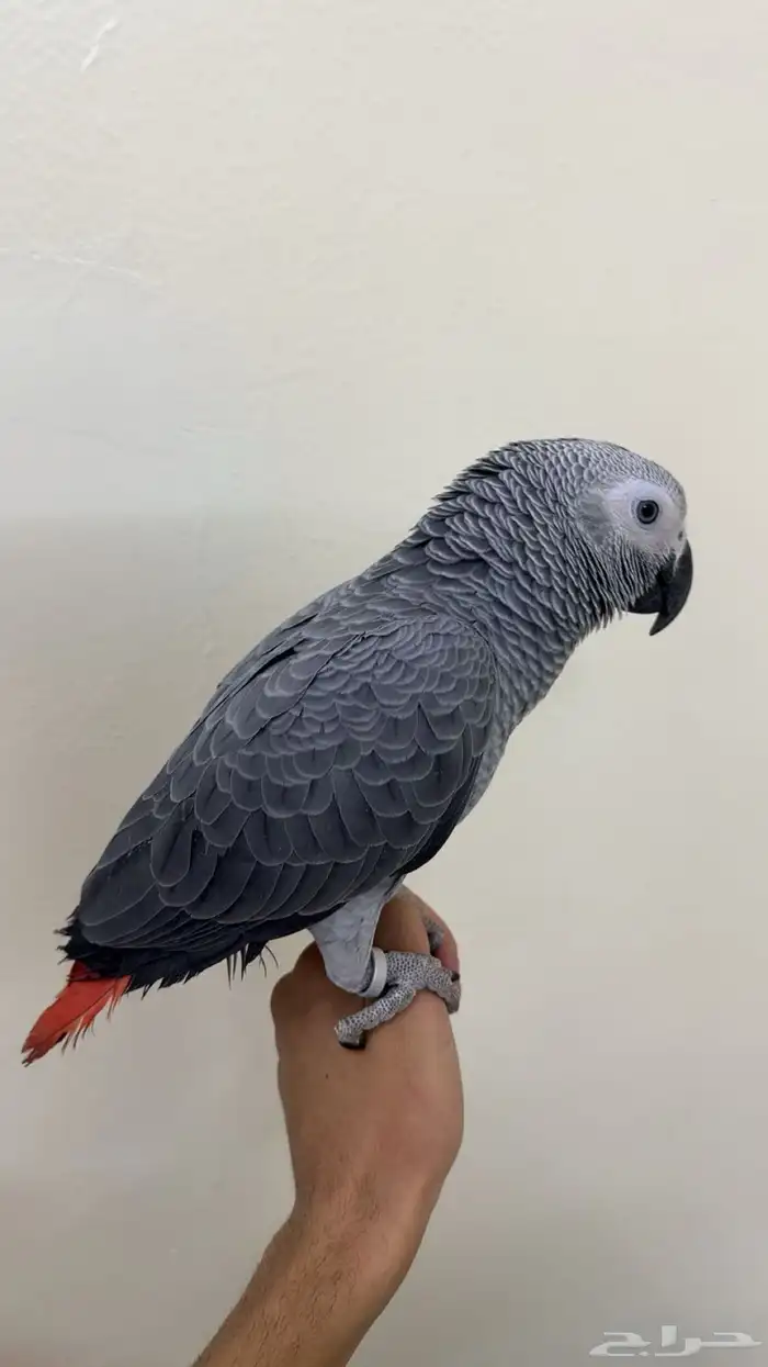 كاسكو اليف 2