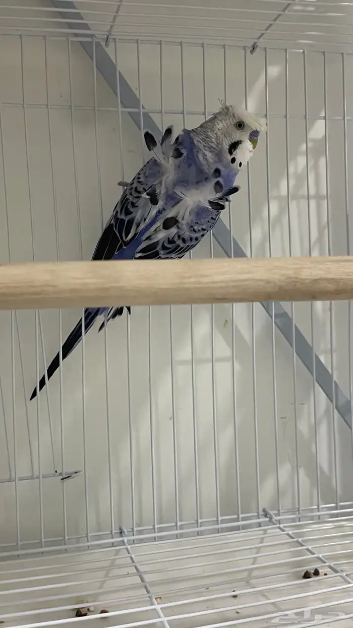 بادجي هوقو و روز البينو للبيع 0