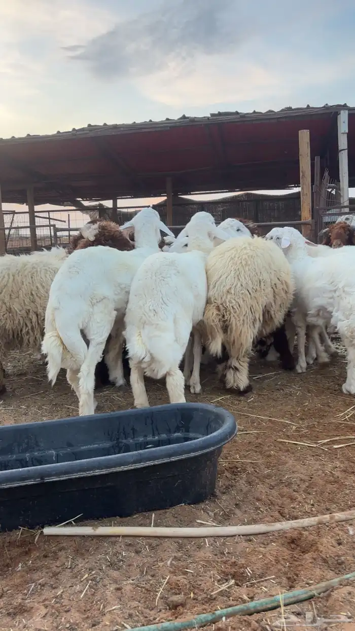 خرفان نعيم وحريات 2