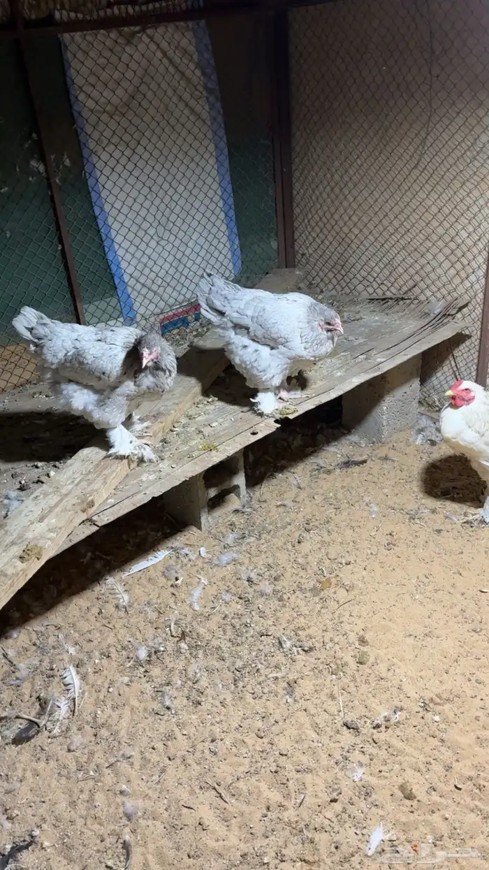 دجاج براهما 1