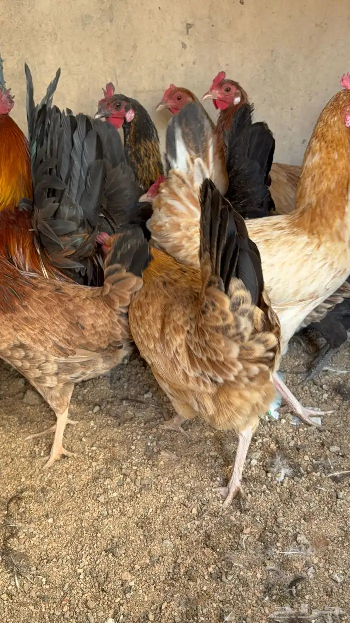 دجاج بياض بلدي اصيل 30