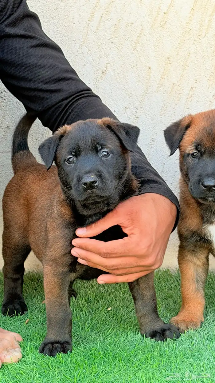 كلاب مالينو 1