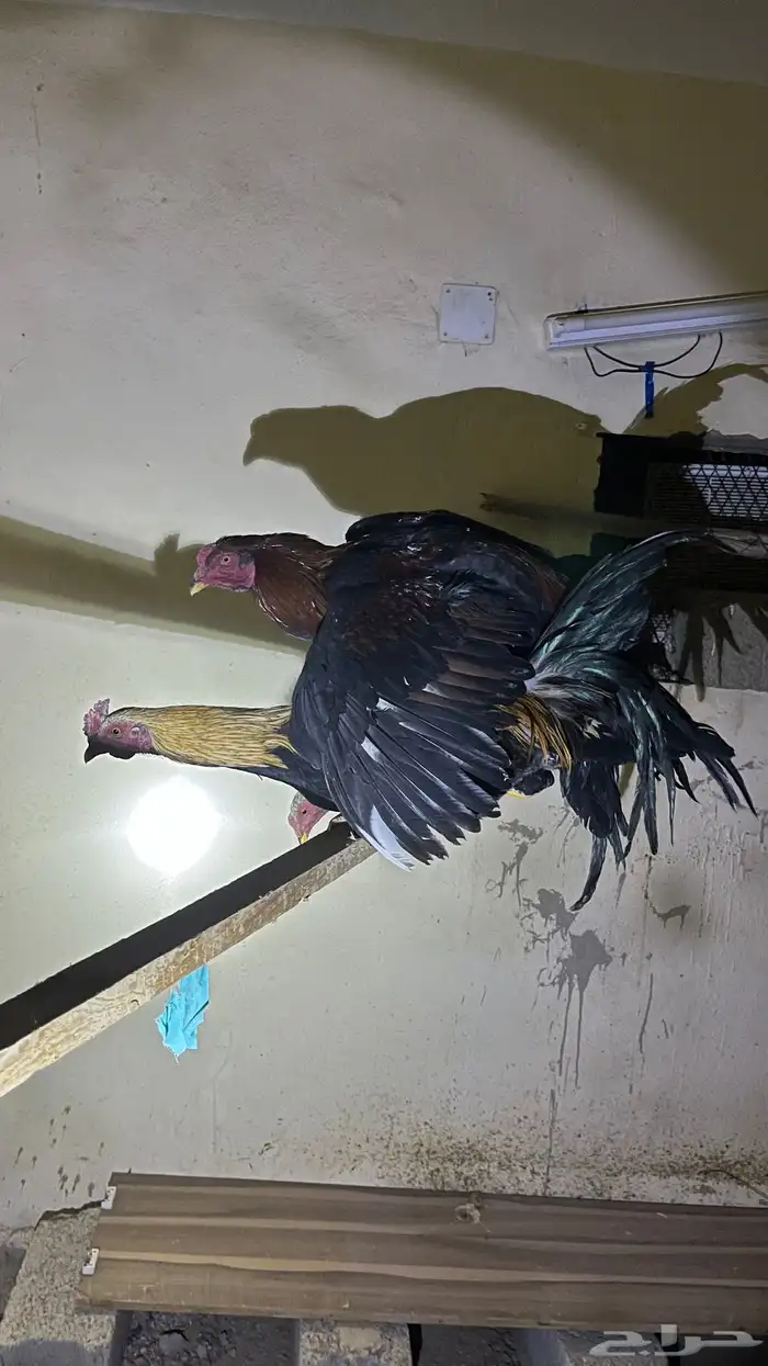 دجاج ديكه بكستاني 4