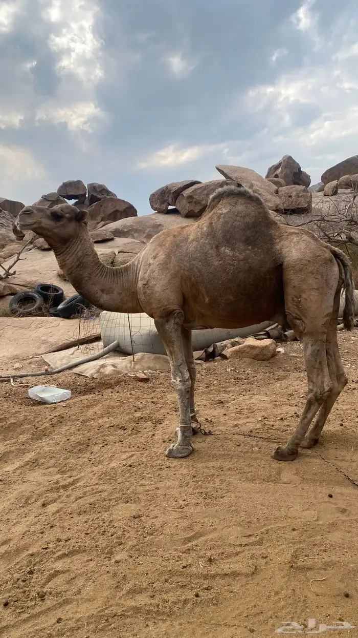 بعير حمر للبيع 3