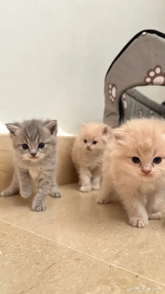 ثلاث قطط للبيع 3