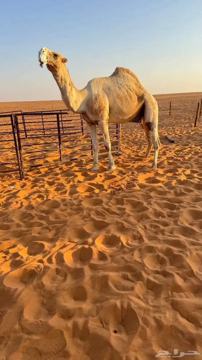 بعير منتج انتاج قوي وانتاجه موجود معه 1