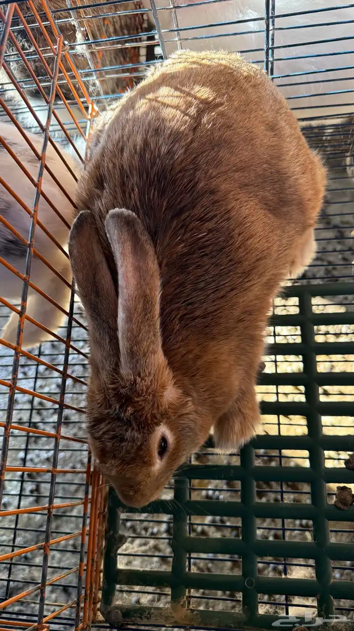 ارانب شانشلا عملاق 0