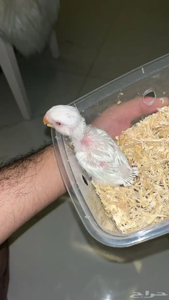 فرخ روز البينو شامل ملحقاته 1