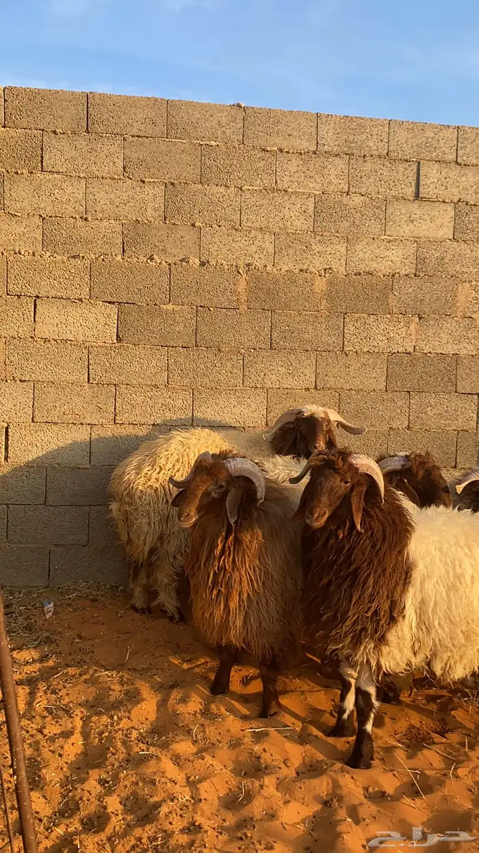 بهم نعيم جبر 1