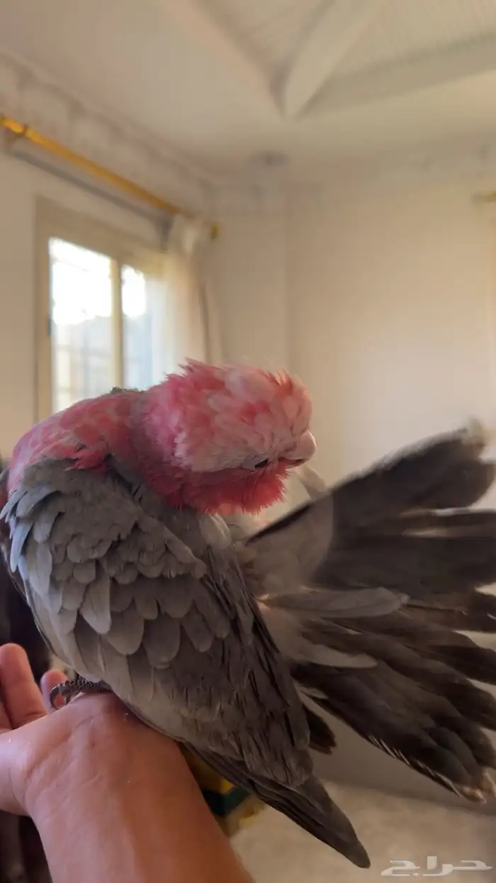 كوكاتو قالا 5