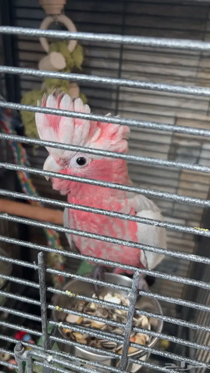 كوكاتو قالا اليفه جدا 0