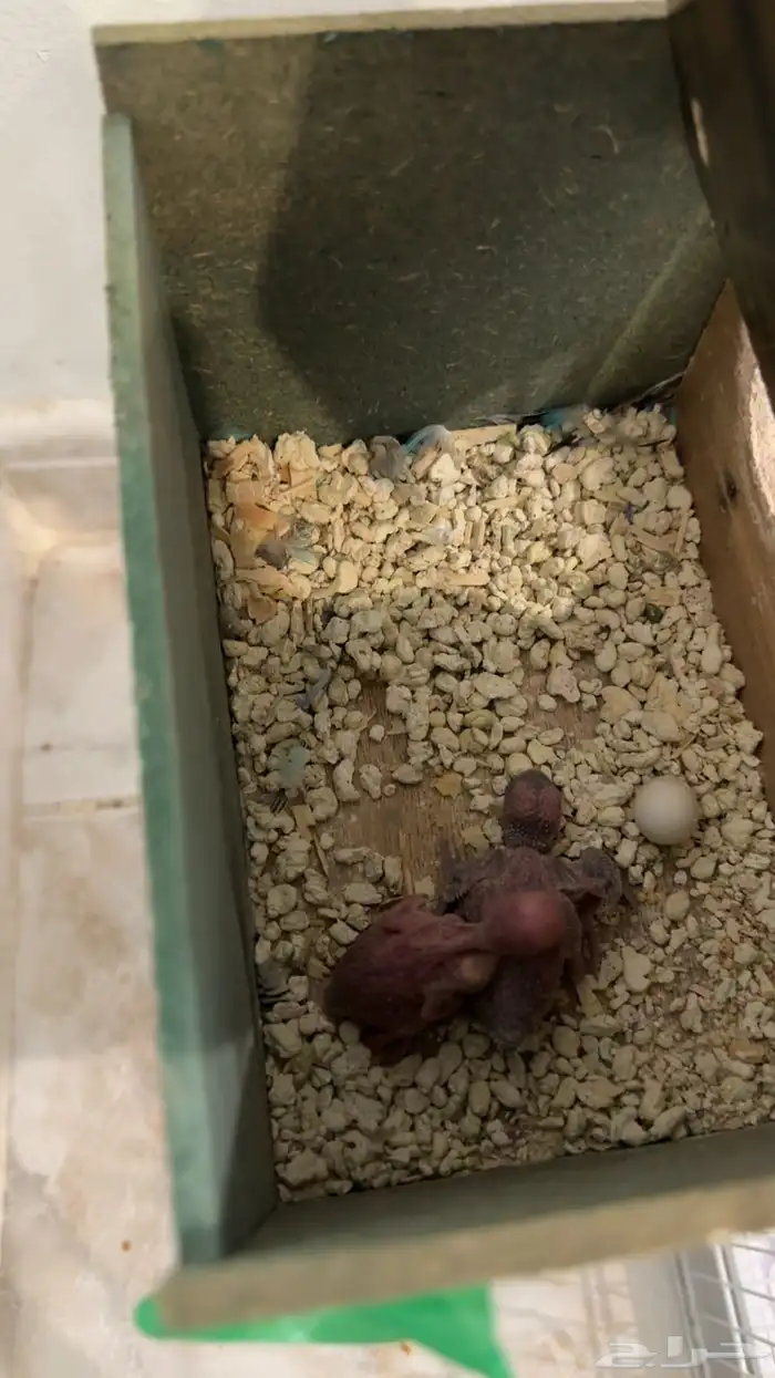 زوج بادجي منتج 2