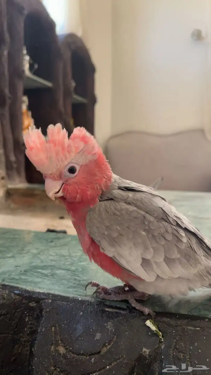 كوكاتو قالا 2