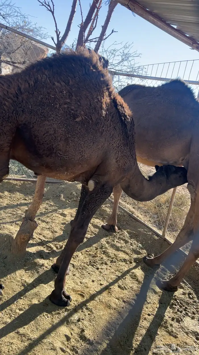 قعود للبيع 3