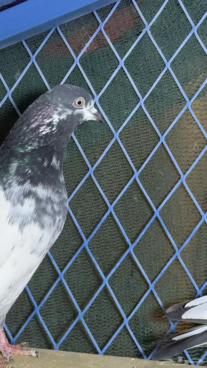 حمام باكستاني تيدي وفرده قولدن 1