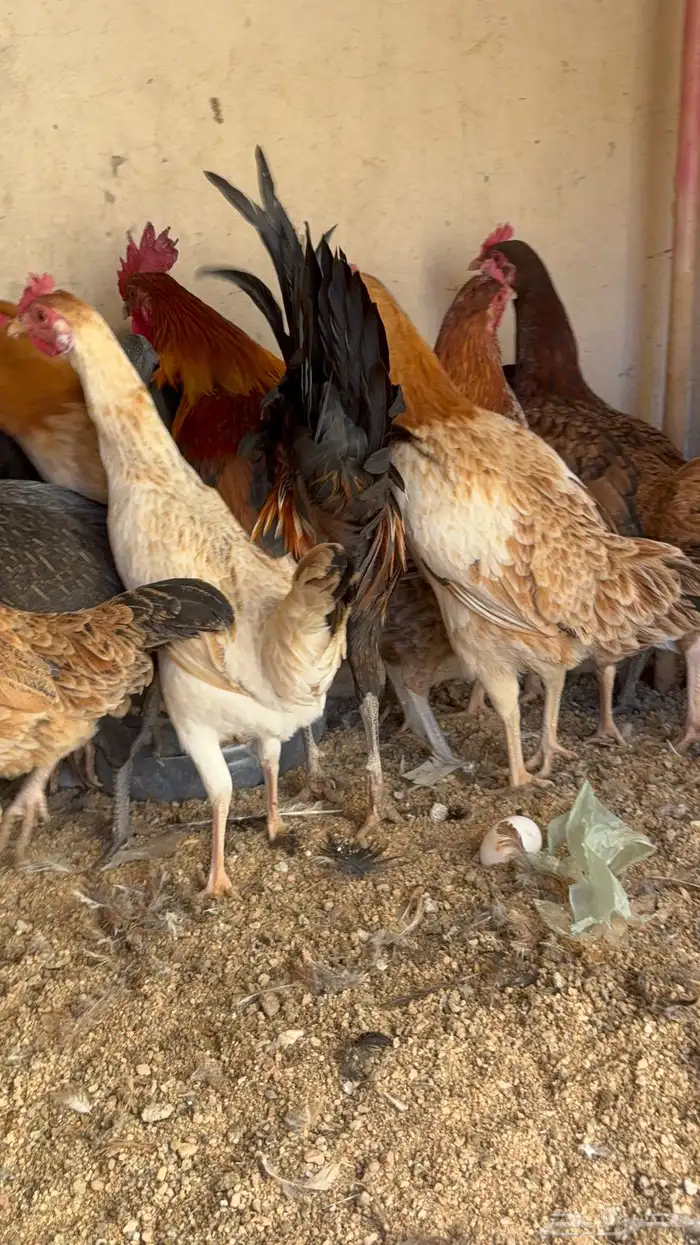 دجاج بياض بلدي اصيل 2