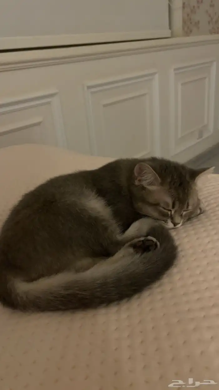 قط ذكر هجين سكوتش و شيرازي للبيع 8