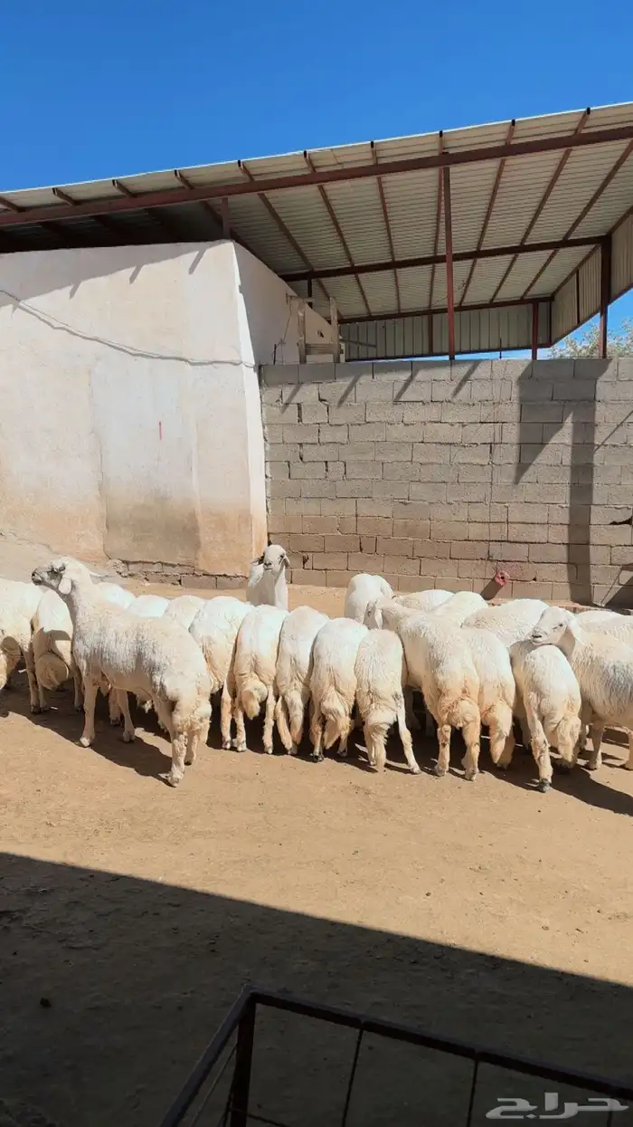 للبيع خرفان 2