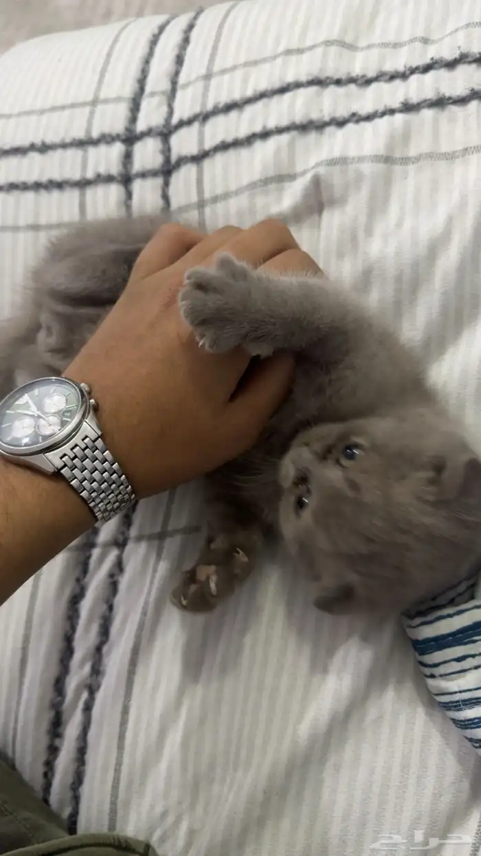 ذكر سكوتش فولد 2