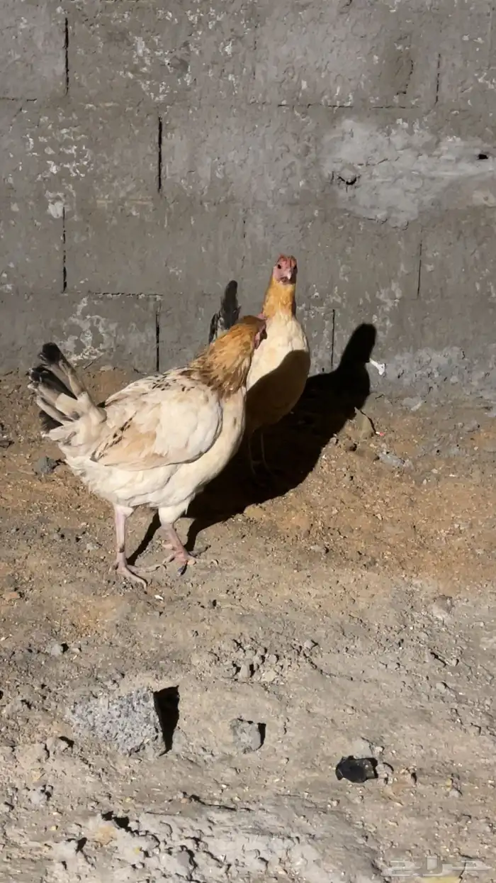 دجاج حضان بلدي كفو 1