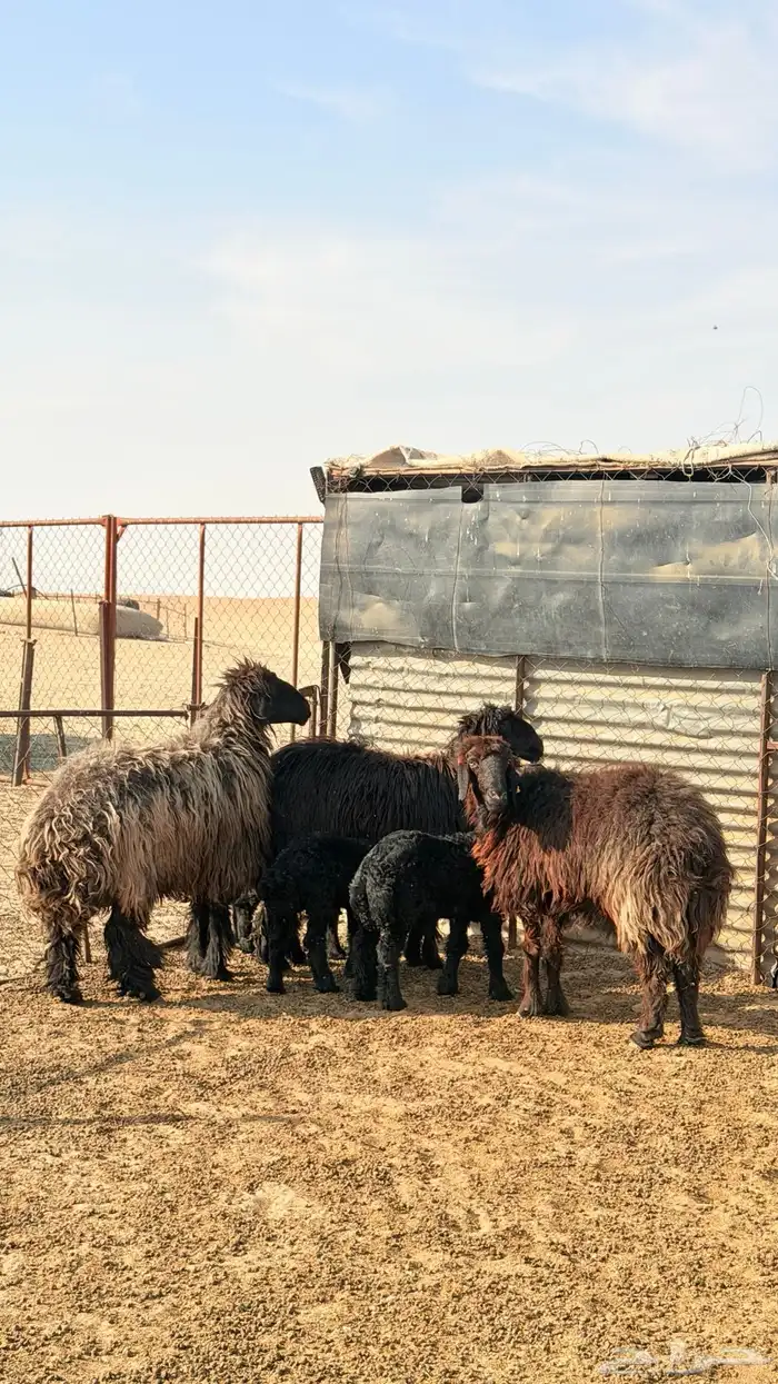 رغايث عرب طيبه 1