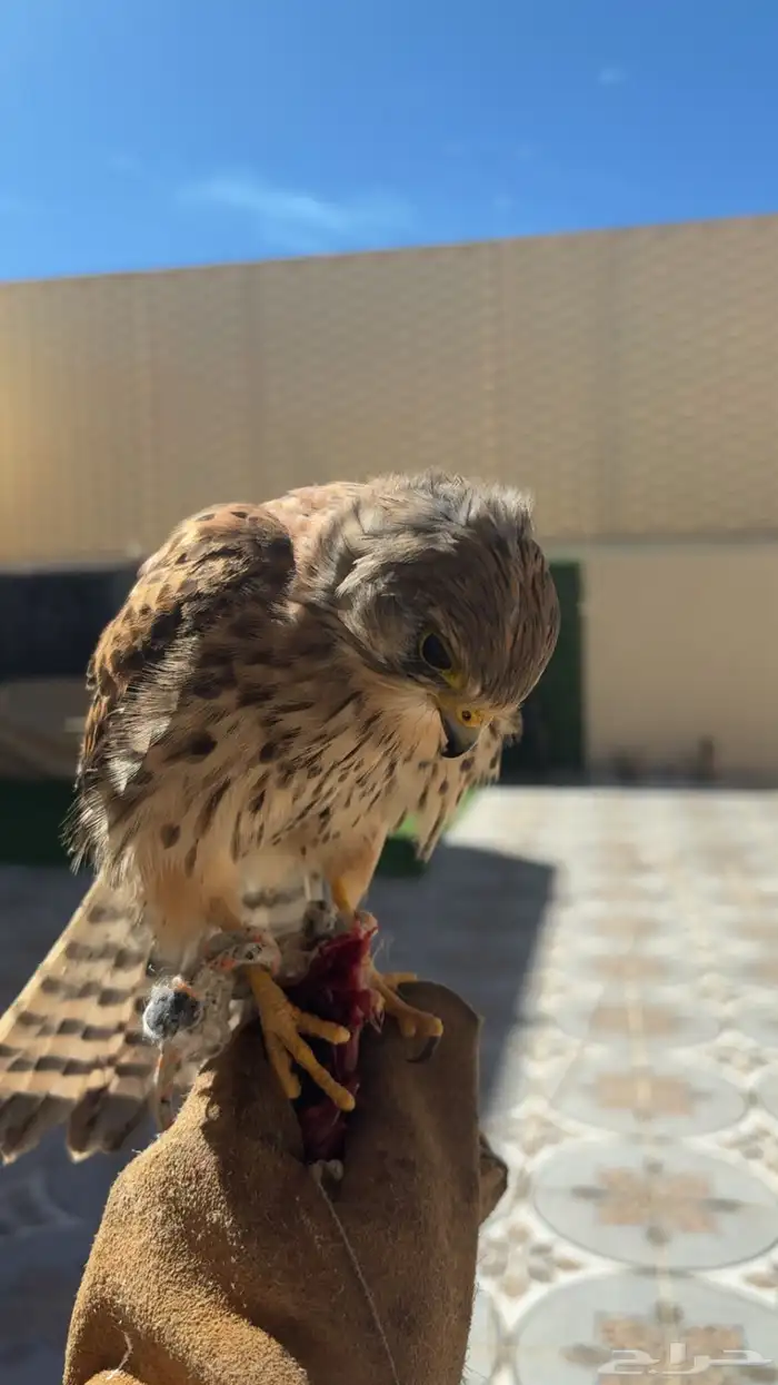 حمام باكستاني 0