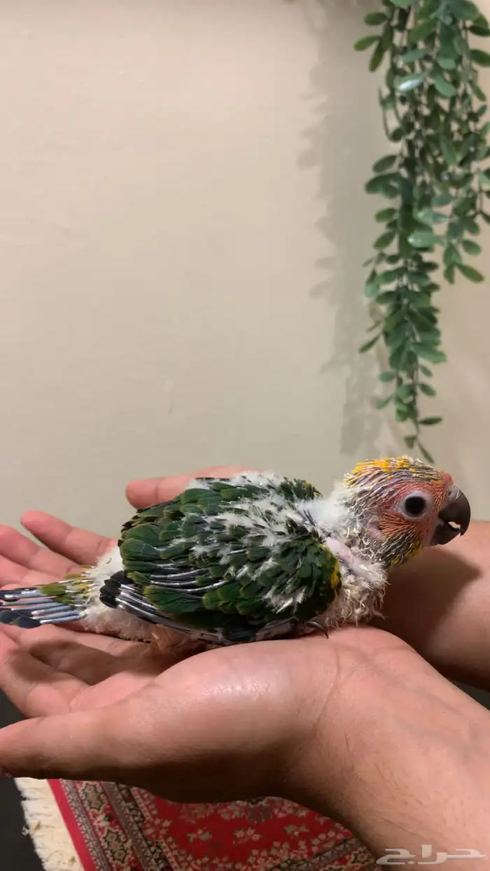 فرخ صن كنيور شمسي سوبر جامبو (فاخر جد ا) 1