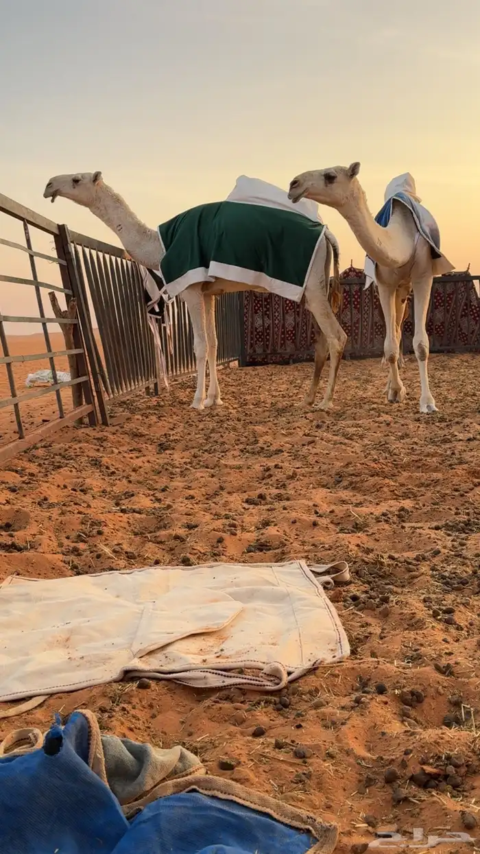 بعير منتج انتاج قوي وانتاجه موجود معه 6