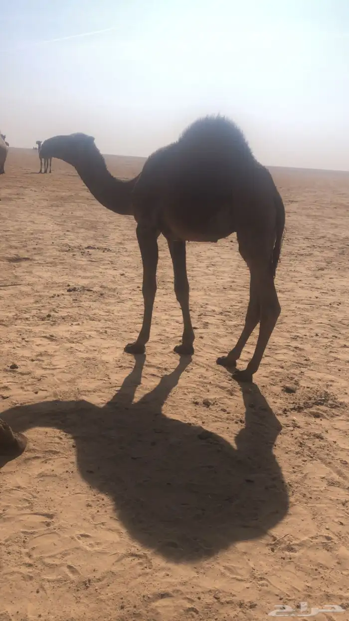 حاشي مفرود 2