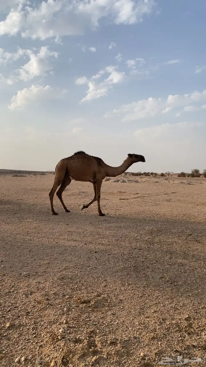 بكره حقه دبيانيه 2