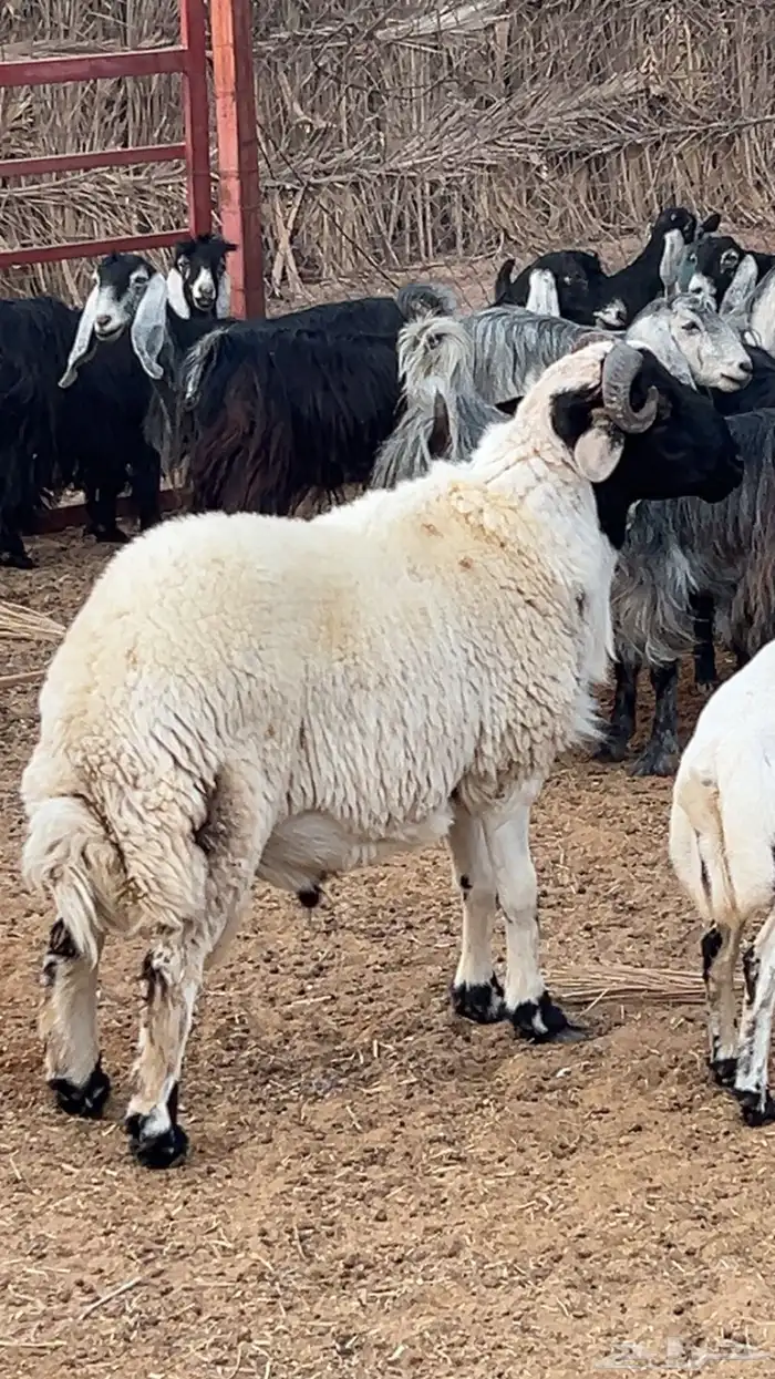 فحل نعيمي فخل نجدي مشروك حري 0