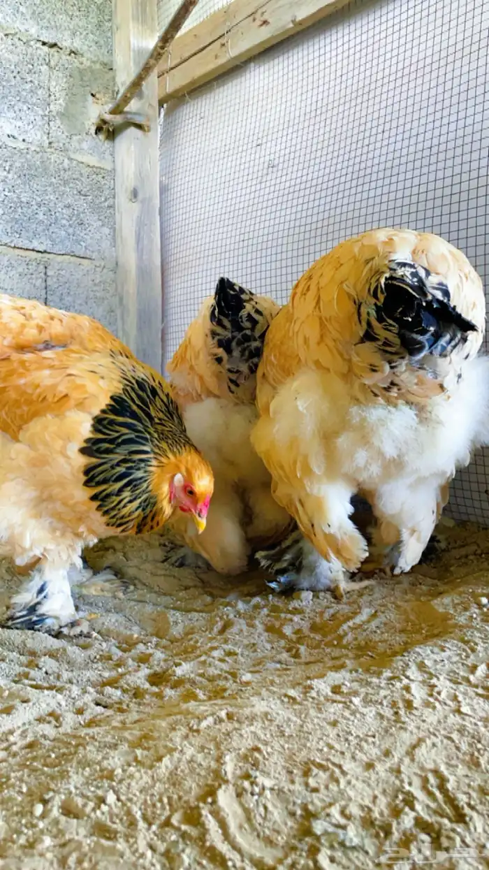 دجاج براهما بوف توب 3