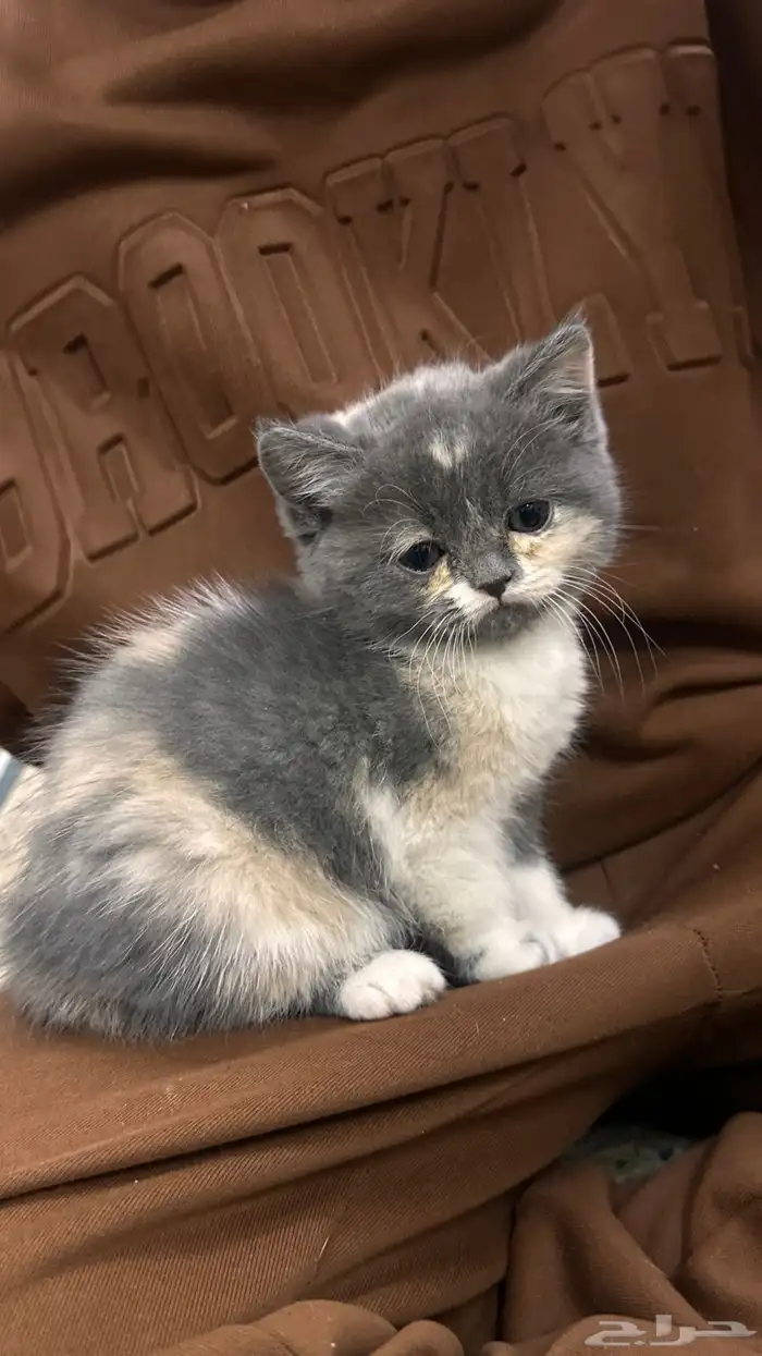 قطط صغيره سكوتش 2