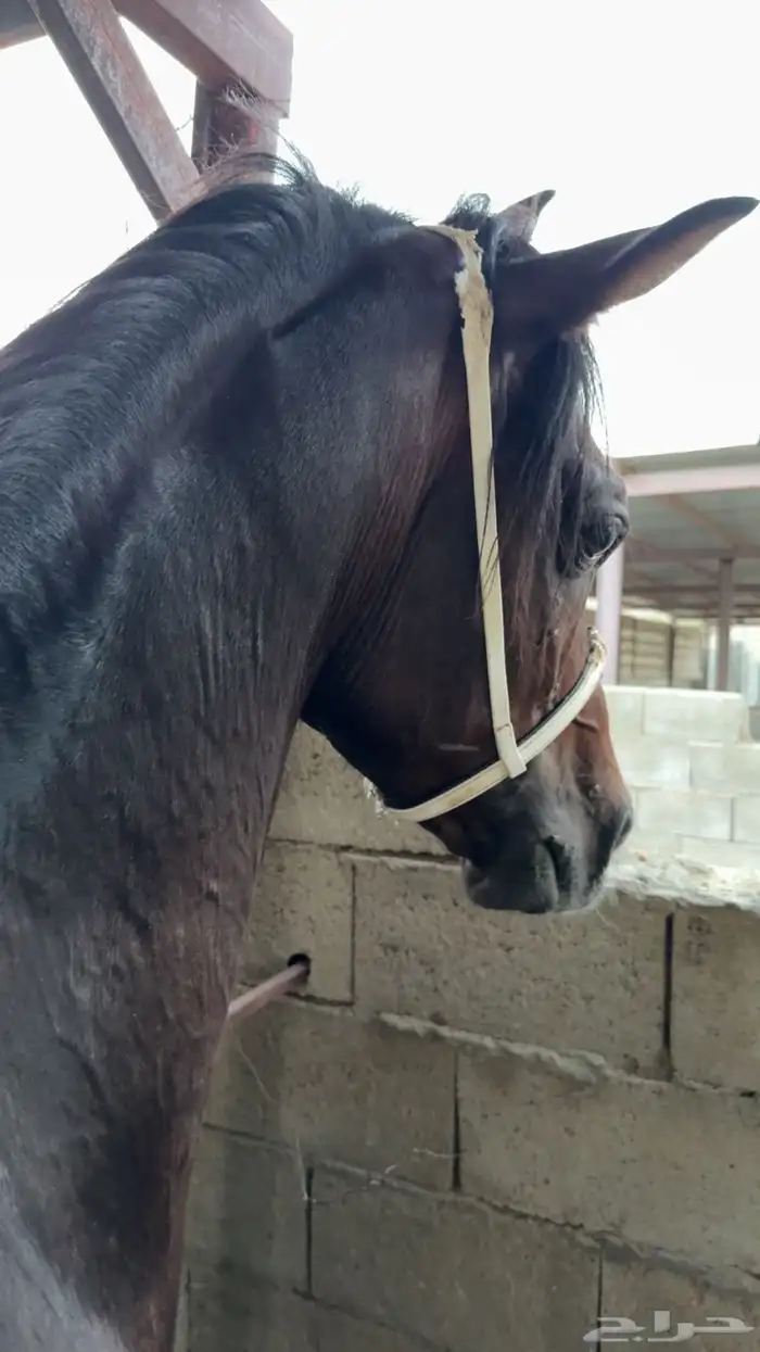 حصان للبيع 12