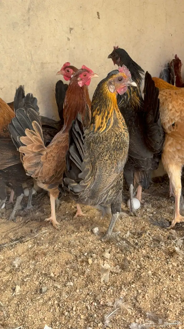 دجاج بياض بلدي اصيل 13