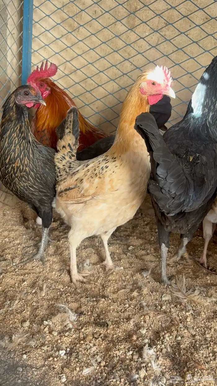 دجاج بياض بلدي اصيل 34