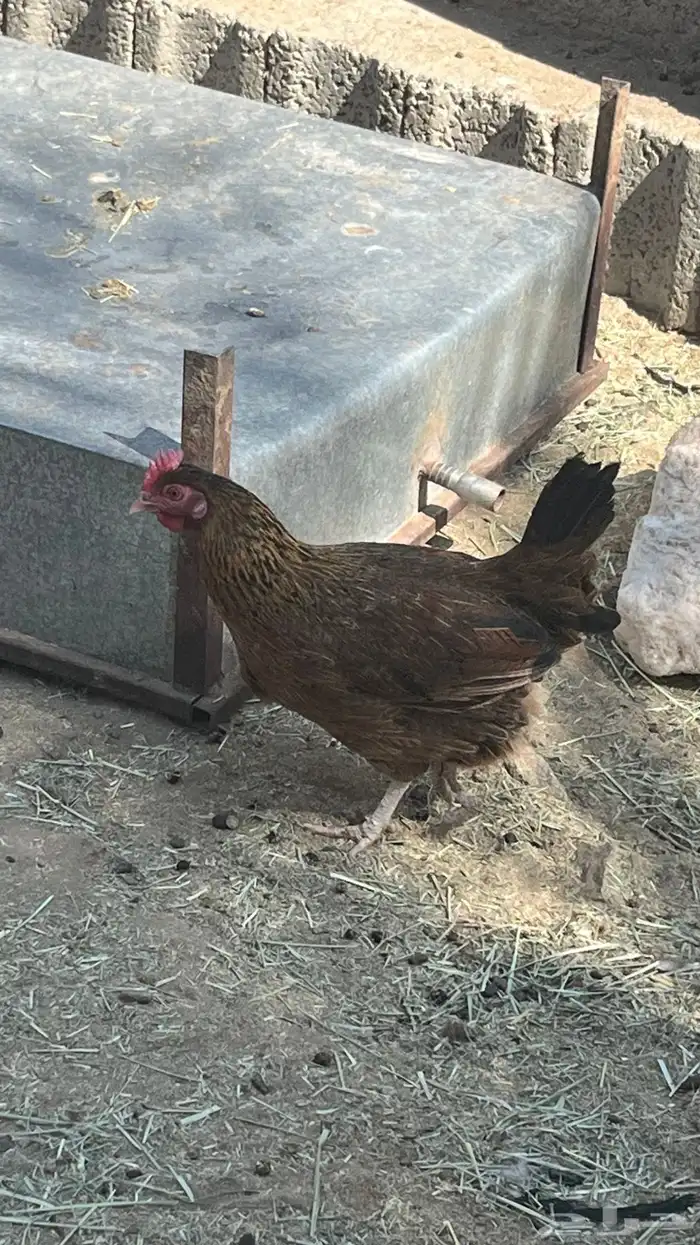 دجاج للبيع 4