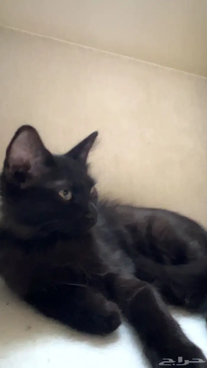 قطط للتبني 2