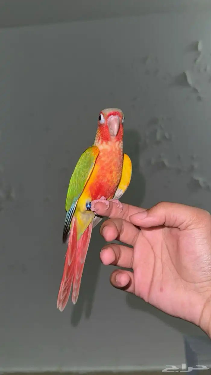 ماشاءالله كنيور اناناس دبل رد فاكتور . 0