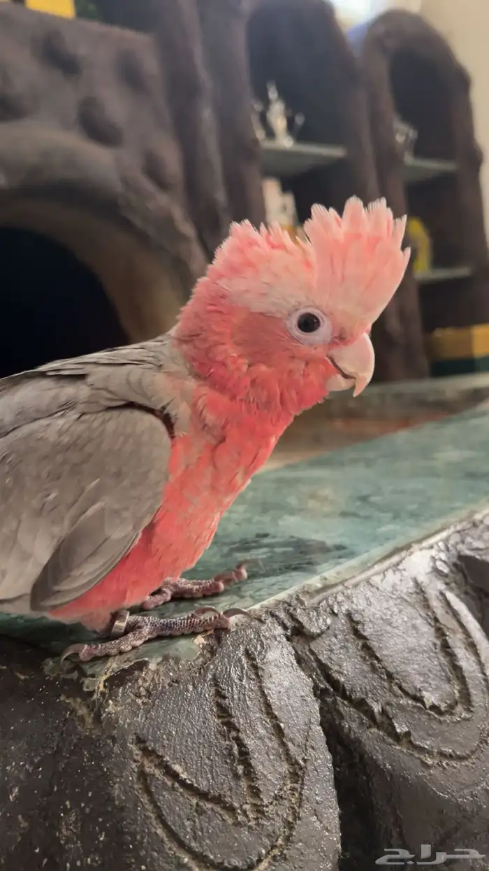 كوكاتو قالا 1