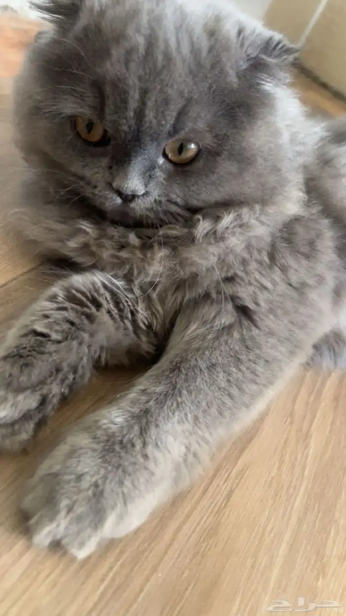 قطه سكوتش صغيره انثى 0