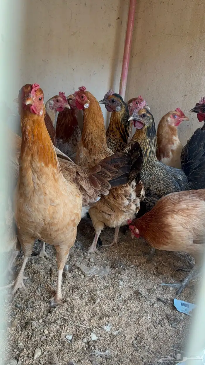 دجاج بياض بلدي اصيل 32