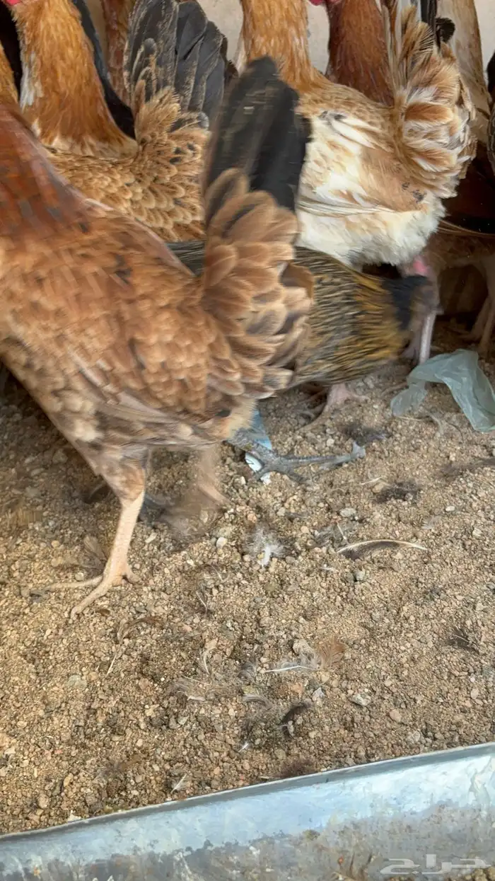 دجاج بياض بلدي اصيل 26